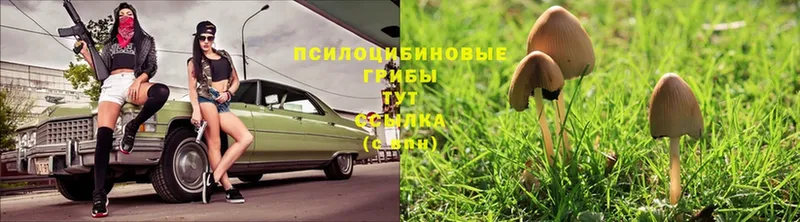 наркотики  Дно  Галлюциногенные грибы Psilocybe 